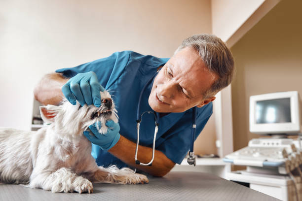 Best 24-Hour Emergency Dentist in Harpersville, AL